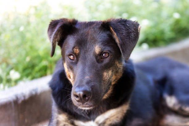 istock Dog with sad eyes in shelter for adoption 2192778128