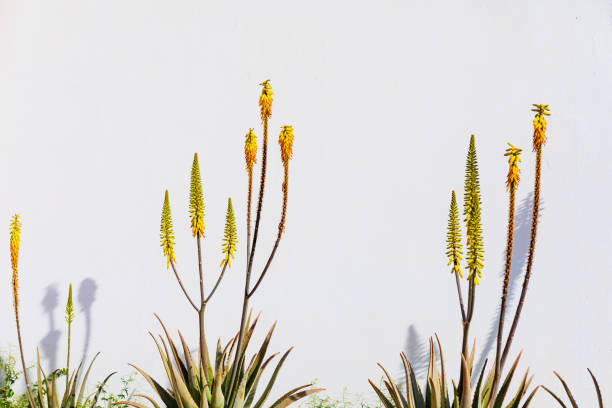 istock Row of aloe plants against white wall 2192778411