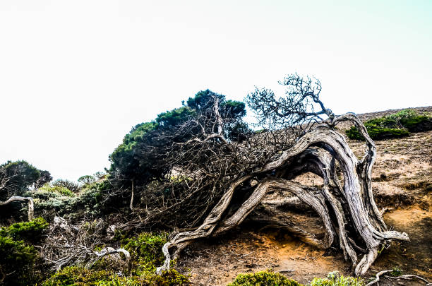 A tree with a long trunk is growing on a hill. The tree is surrounded by bushes and is the only tree in the area. The image has a peaceful and serene mood, as the tree stands tall and strong