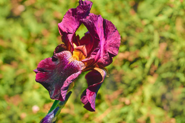 Delicate magenta purple pink iris, fresh greenery a plant with sword shaped leaves and showy flowers, typically purple, yellow, or white tao of herbs pictures stock pictures, royalty-free photos & images