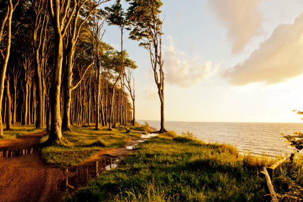 Baltic sea coast at Ostseebad Nienhagen with Haunted Woods at sunset