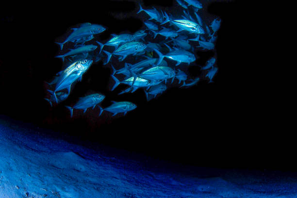 Submarine Diving - Underwater Photography