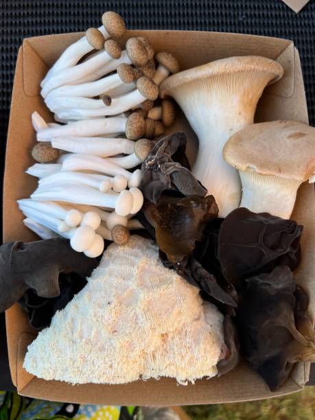 istock Gourmet Mushrooms on a Market Stall 2192782631