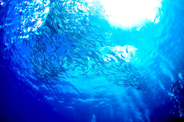 Underwater sea background . Abstract underwater sea background.