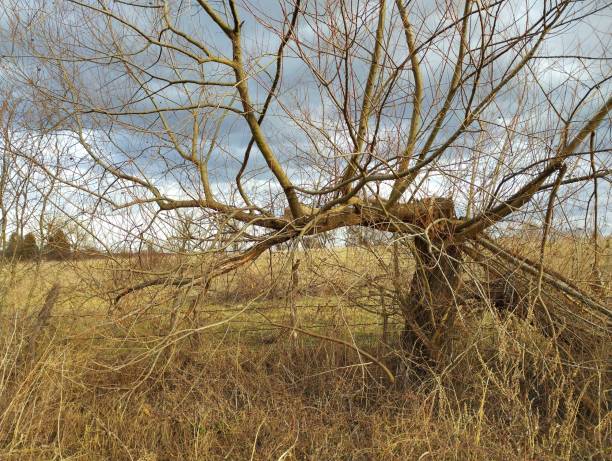 A bizarre broken willow in the spring in a field on a background of yellowed grass.
