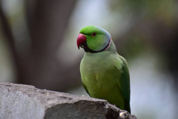 istock Indian Parrot, eating their food 2192783871