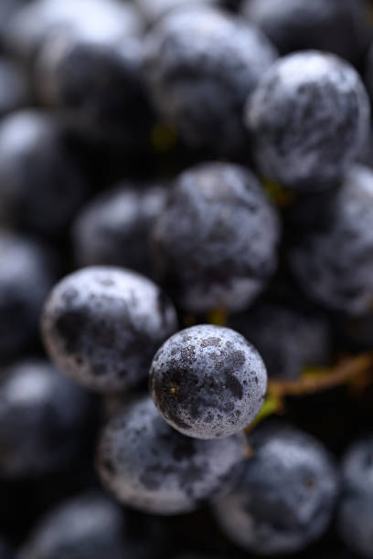 istock Bunch of black grapes, Seedless grapes background 2192783883