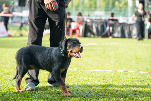 Alone Rottweiler In Garden