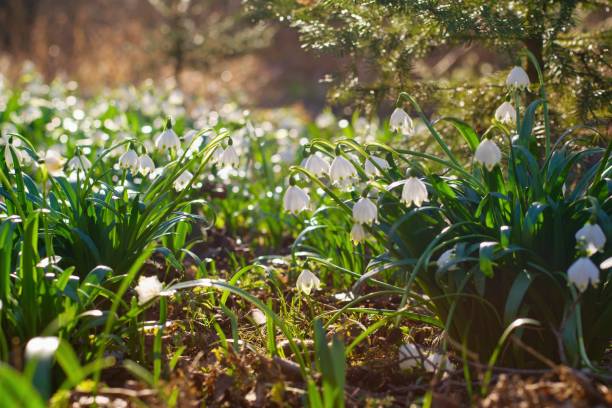 istock Spring flowers in the shining sunlight , Leucojum vernum, called spring snowflake 2192784024