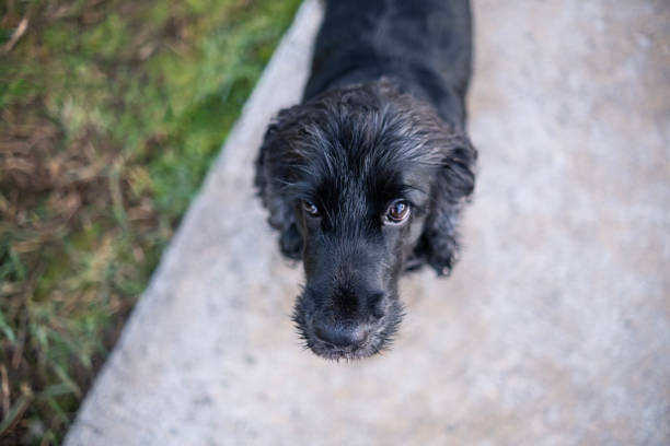 An adorable Field Spaniel asking for treats with his cute eyes