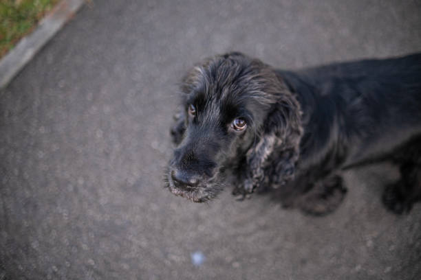 Photo of my pet cockerspaniel