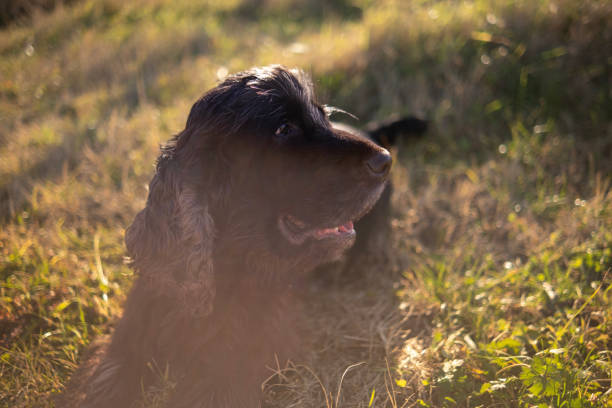 Taking a Field Spaniel on a walk in the nature where he enjoys sun and lying on the grass