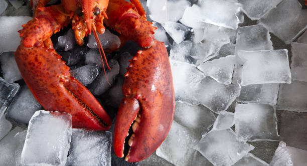istock Red lobster close up on ice cubes 2192784597