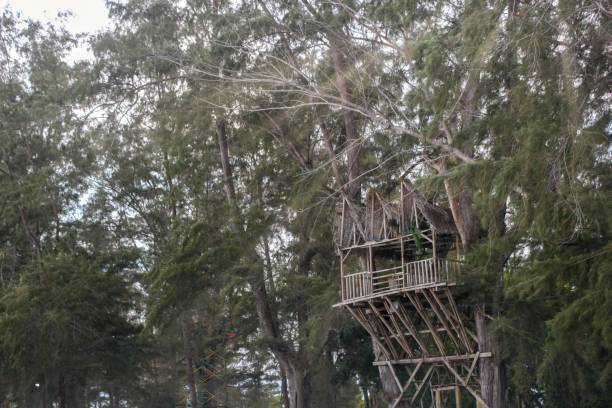 istock tree house in the lush pine forest 2192784639