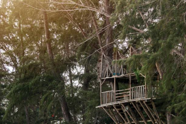 istock tree house in the lush pine forest 2192784644