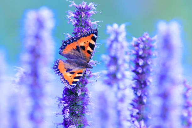 Close-up of the small tortoiseshell Aglais urticae butterfly. Isolated by purple nature