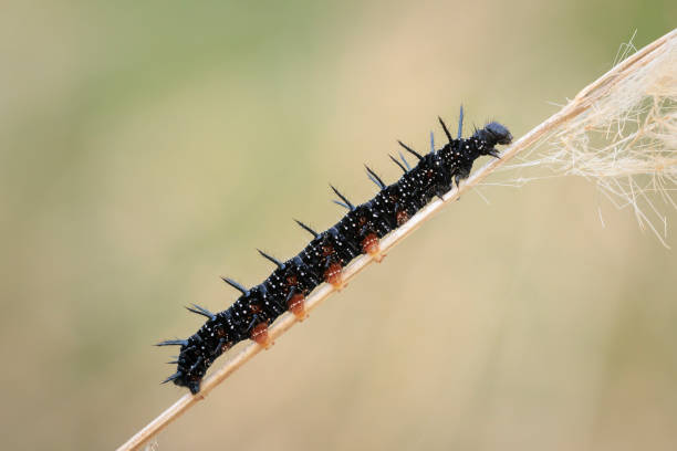 istock Aglais io, Peacock butterfly caterpillar 2192784949