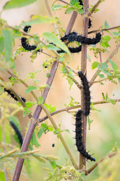 istock Aglais io, Peacock butterfly caterpillar 2192784955
