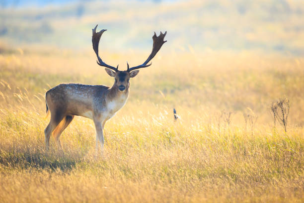 istock Fallow deer stag Dama Dama in a meadow 2192784993