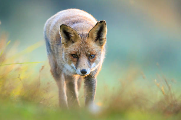 istock Wild red fox, vulpes vulpes, foraging in a meadow 2192785001