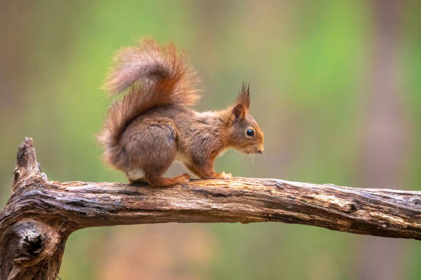 istock Eurasian red squirrel, Sciurus vulgaris, in a forest 2192785006