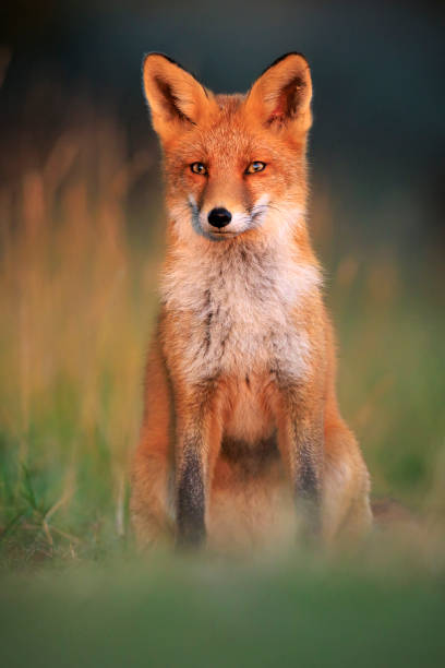 istock Wild red fox, vulpes vulpes, foraging in a meadow 2192785008