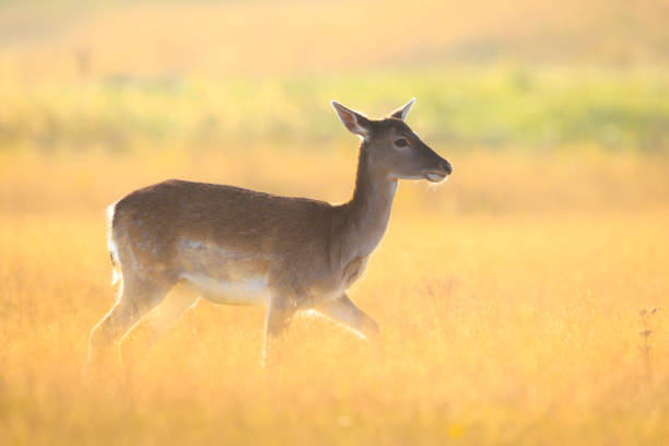 Fallow deer Dama Dama fawn in Autumn season. The Autumn fog and nature colors are clearly visible on the background.