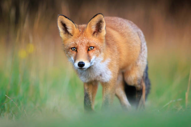 istock Wild red fox, vulpes vulpes, foraging in a meadow 2192785010
