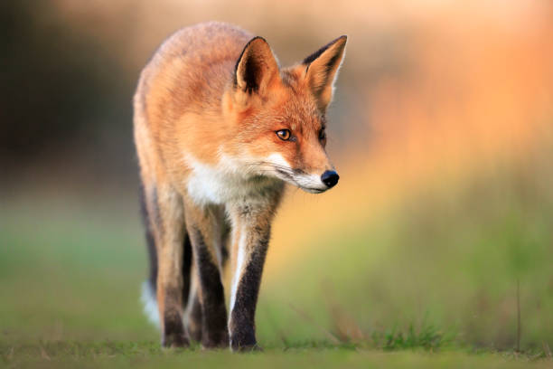istock Wild red fox, vulpes vulpes, foraging in a meadow 2192785013