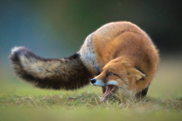istock Wild red fox, vulpes vulpes, foraging in a meadow 2192785018