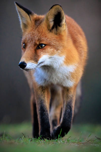 istock Wild red fox, vulpes vulpes, foraging in a meadow 2192785021