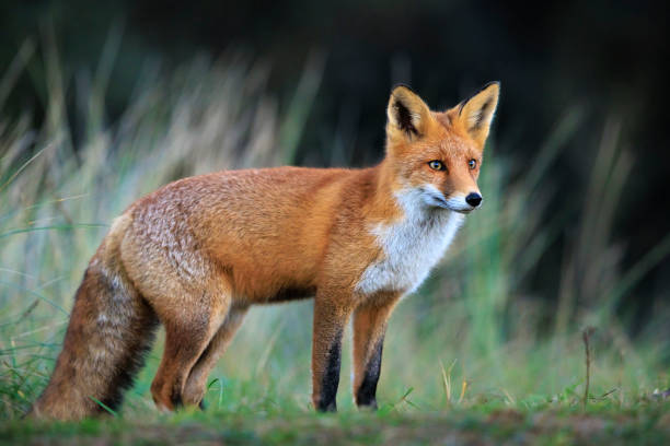 istock Wild red fox, vulpes vulpes, foraging in a meadow 2192785030