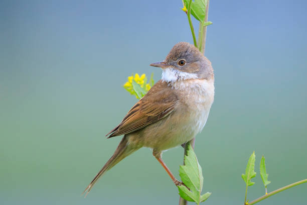 istock Whitethroat bird, Sylvia communis, foraging in a meadow 2192785048