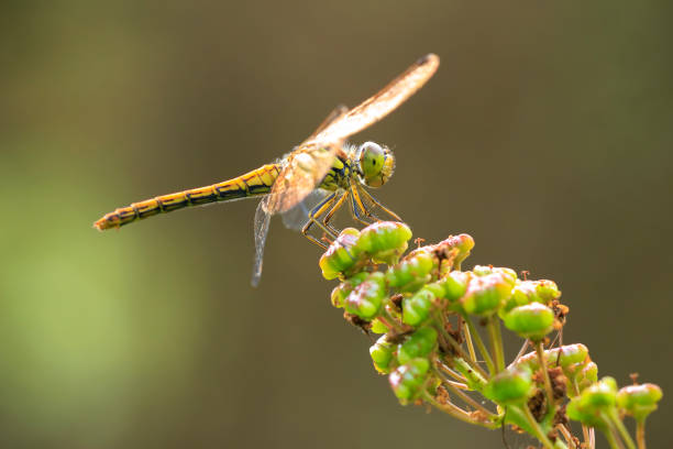 istock Vagrant darter Sympetrum vulgatum resting 2192785073