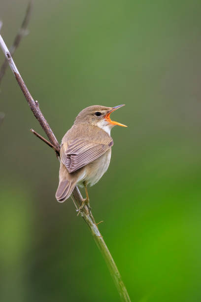 istock Marsh warbler, Acrocephalus palustris, singing bird 2192785074