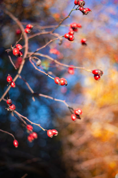 istock Red berries. Rose hip. Holly. 2192786139