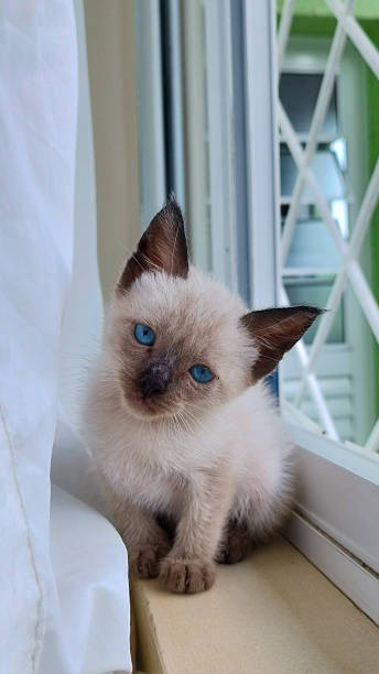 istock blue eyed siamese cat in the window 2192787049