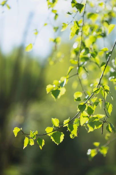 istock fresh birch leaves in early spring forest 2192787159