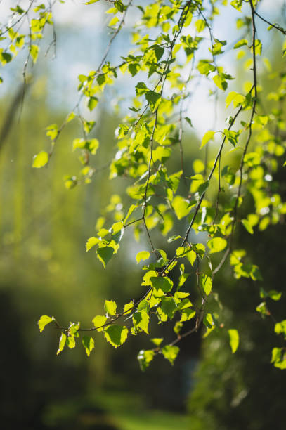 fresh birch leaves in early spring forest