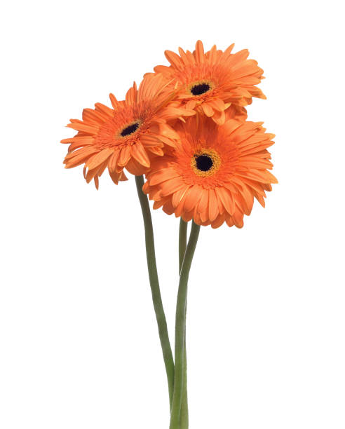 istock Three Gerbera flowers of orange color isolated on white background. 2192788973