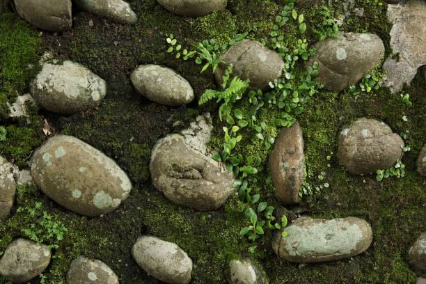 A close-up of moss-covered stones with small green plants growing between them.