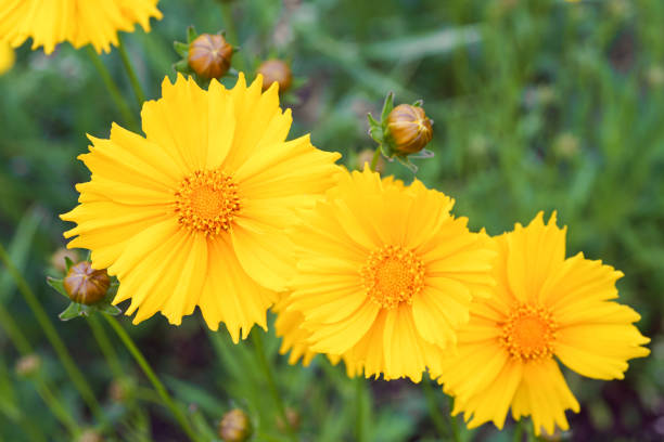 istock Yellow flower lance leaved, Coreopsis lanceolata, Lanceleaf Tickseed or Maiden eye close up, macro 2192791083