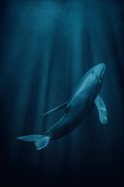 A solitary humpback whale swimming through the deep blue sea, illuminated by sunbeams from the surface. Scale model photography.