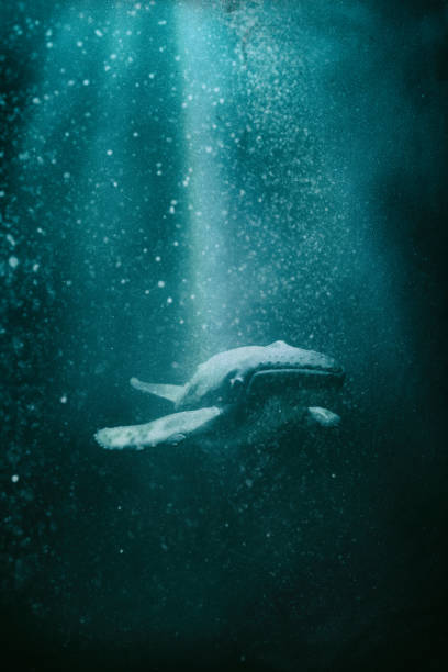 istock Humpback Whale In The Deep Blue Sea, Scale Model Photography 2192791912