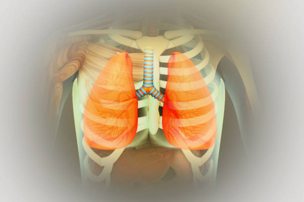 This detailed x-ray captures the upper torso of a human body, focusing on the rib cage and lungs. The x-ray image reveals the intricate bone structure and soft tissues of the upper body.
