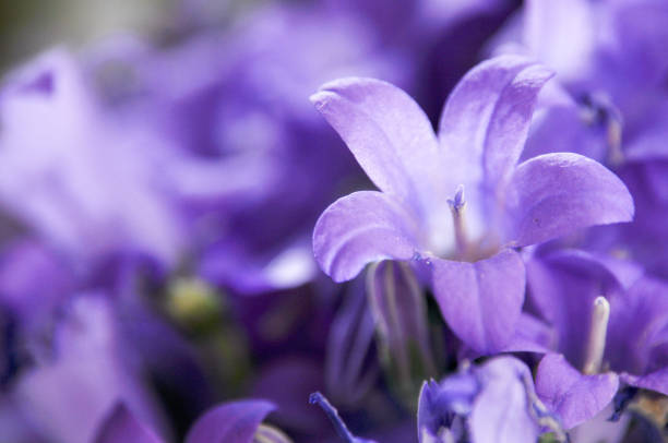 Purple bellflowers densely bloom, close-up of the blooming petals