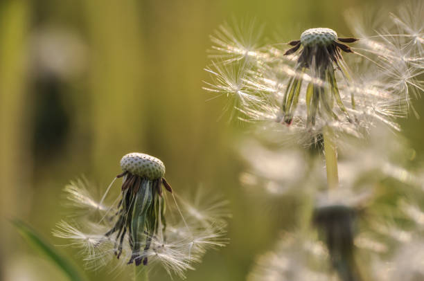 istock Dandelion puffballs on a green meadow on a sunny spring day. 2192793793