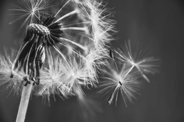 Dandelion puffballs, seeds on a green meadow on a sunny spring day close-up