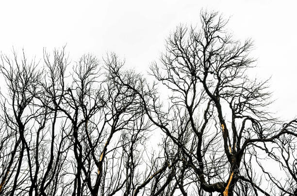 A forest with many trees, some of which are bare and have no leaves. The trees are tall and spread out, creating a sense of depth and distance. Scene is somber and quiet