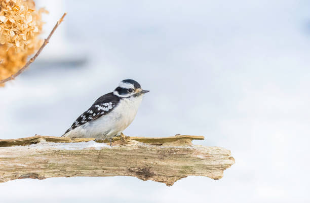 A detailed image of a downy woodpecker clinging to a tree trunk, showcasing its distinctive black and white plumage. Captured in a serene forest environment, this photo highlights the bird's small size and intricate feather patterns, making it ideal for wildlife lovers, bird enthusiasts, and nature-focused projects.
